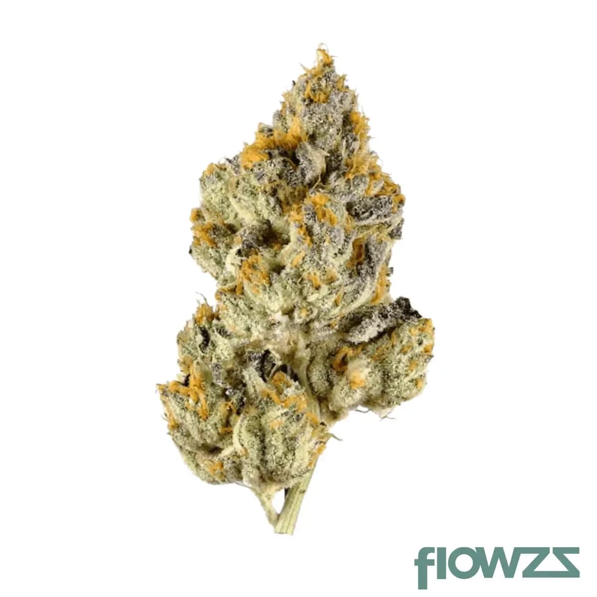 czechout-21-1-orz-oreoz