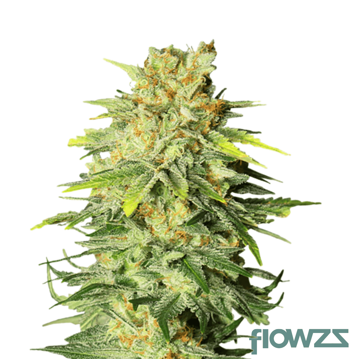 Apple Fritter x Oreoz