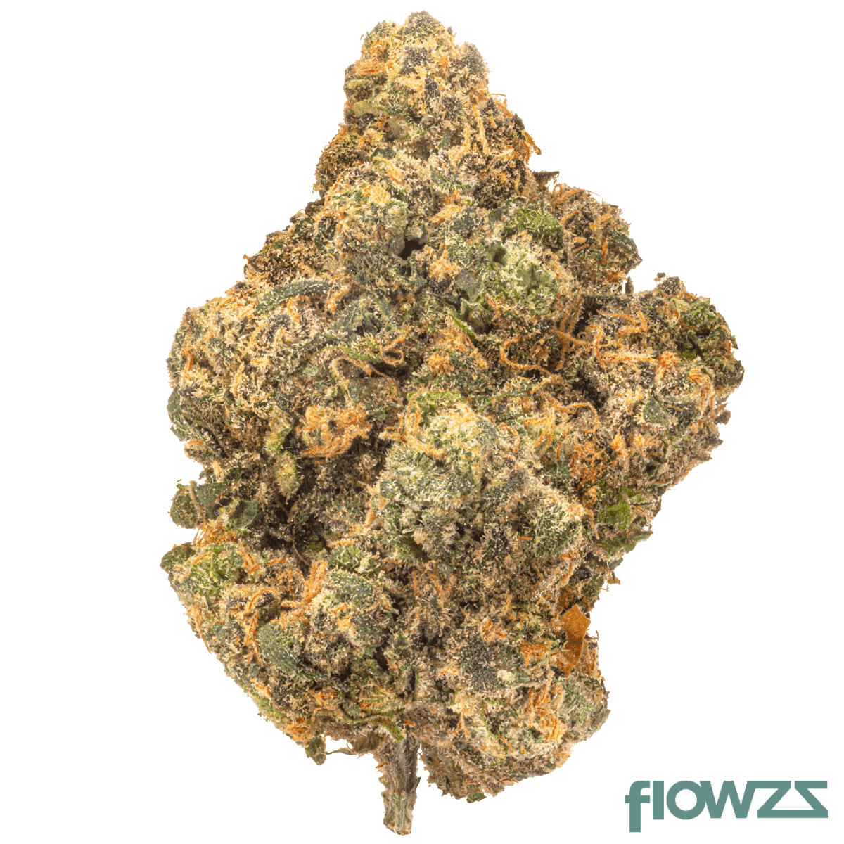 medical-saints-21-1-cta-ceremony-tart-c