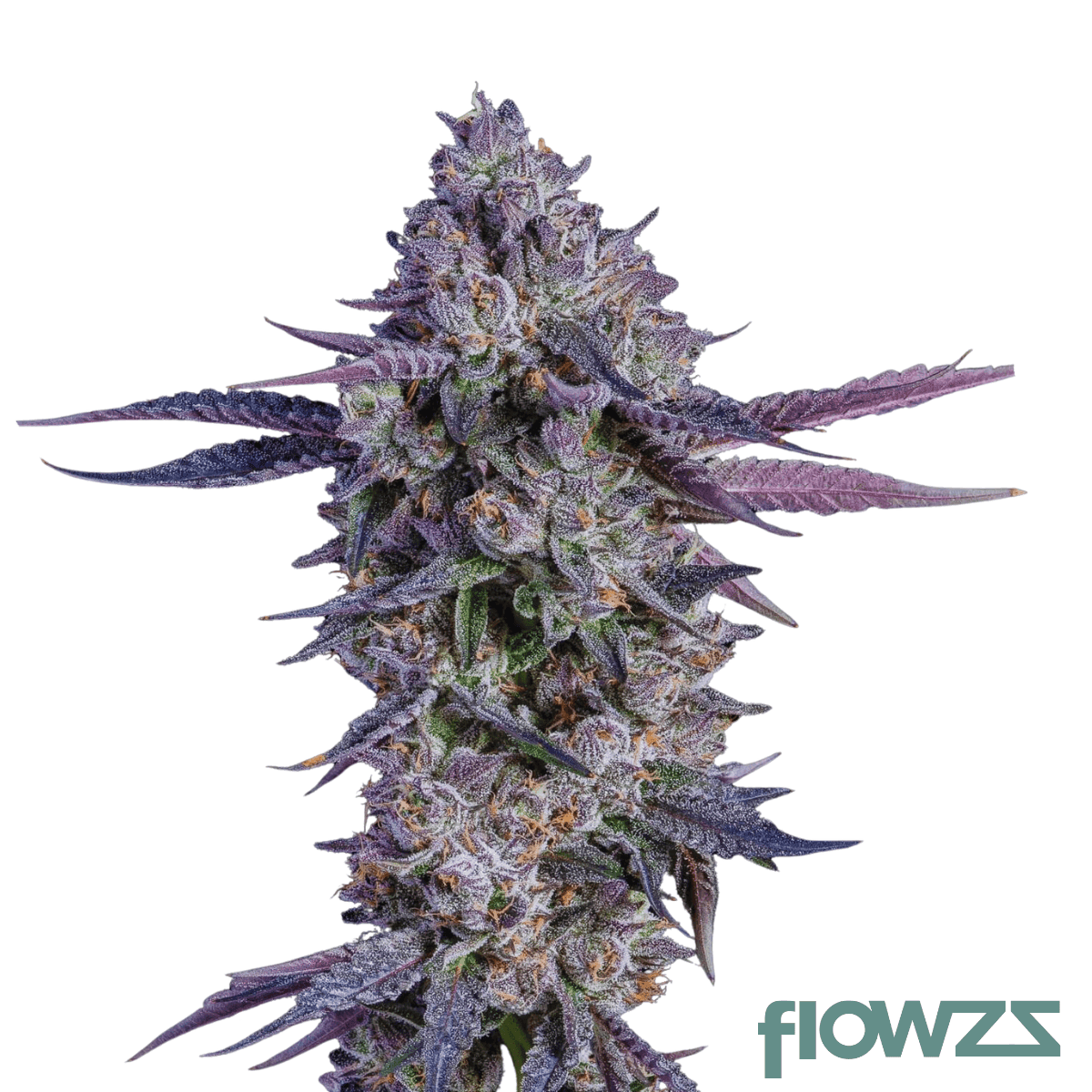 White-Runtz-x-Mintz-cannabis-strain