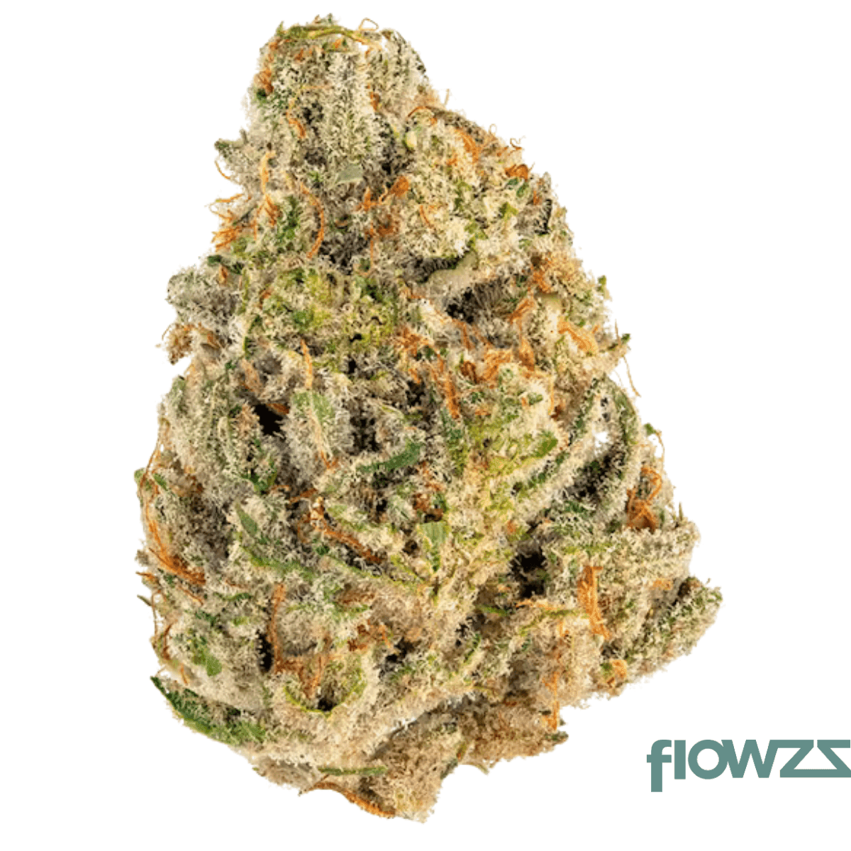 amici-28-1-cld-clementine-dream