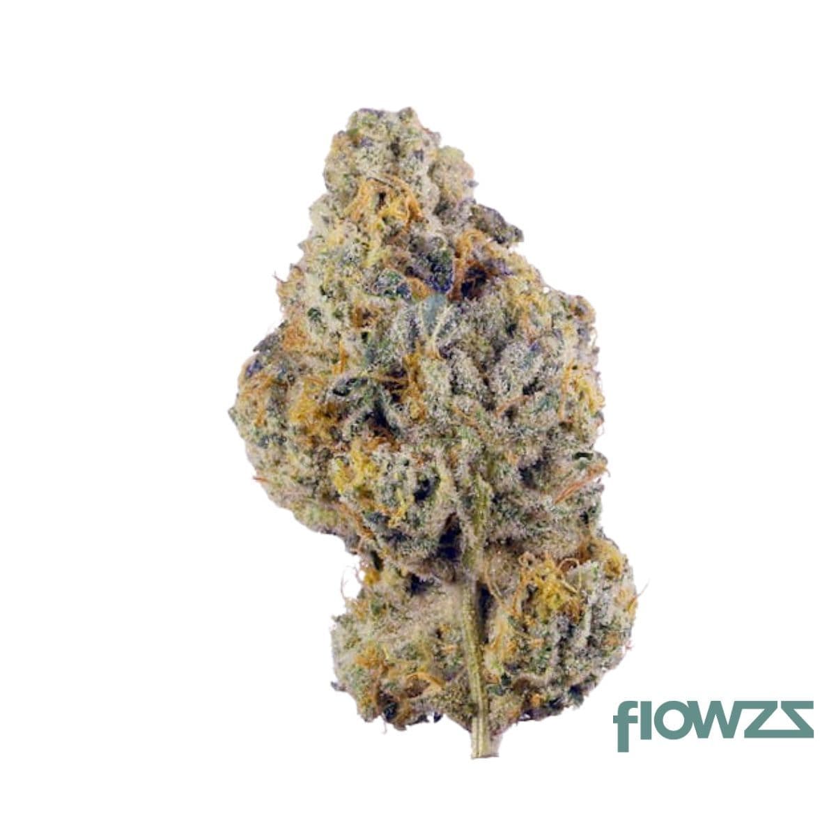 bg-15-krk-day-kraken