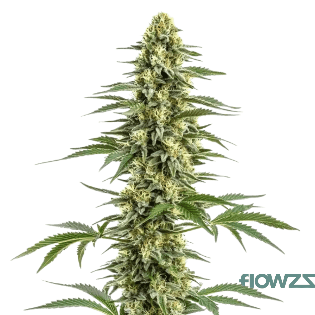 citron-cookies-x-biker-kush