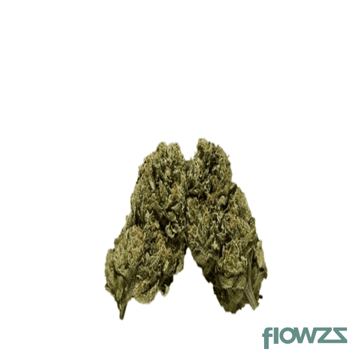 zoiks-22-1-azz-azzai