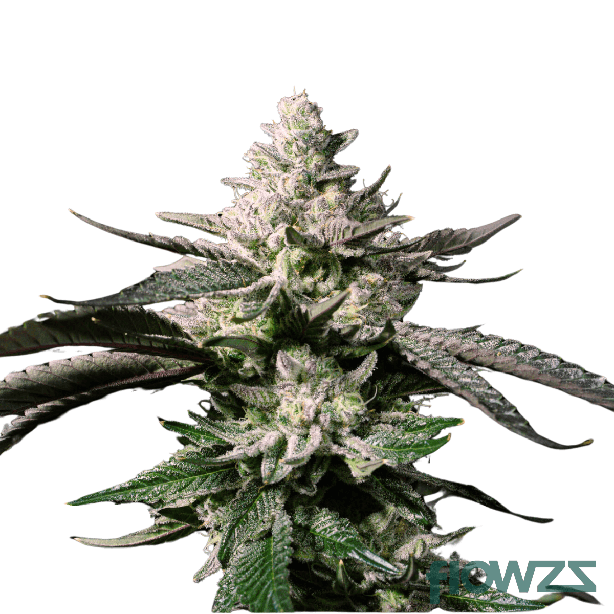 peppermint-strain