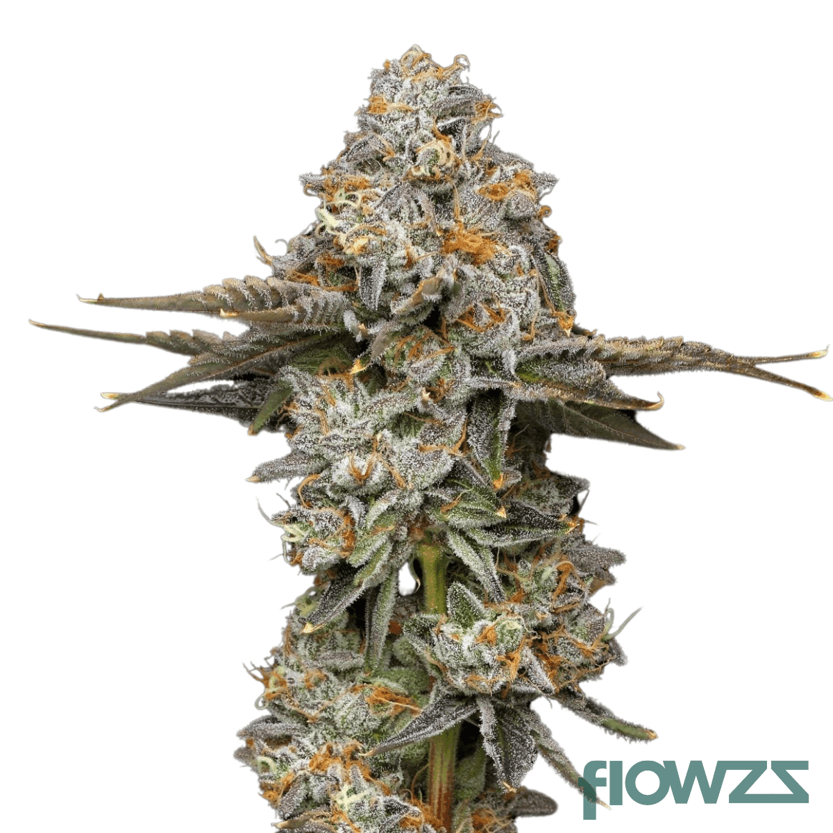 blue-lobster-cannabis-strain