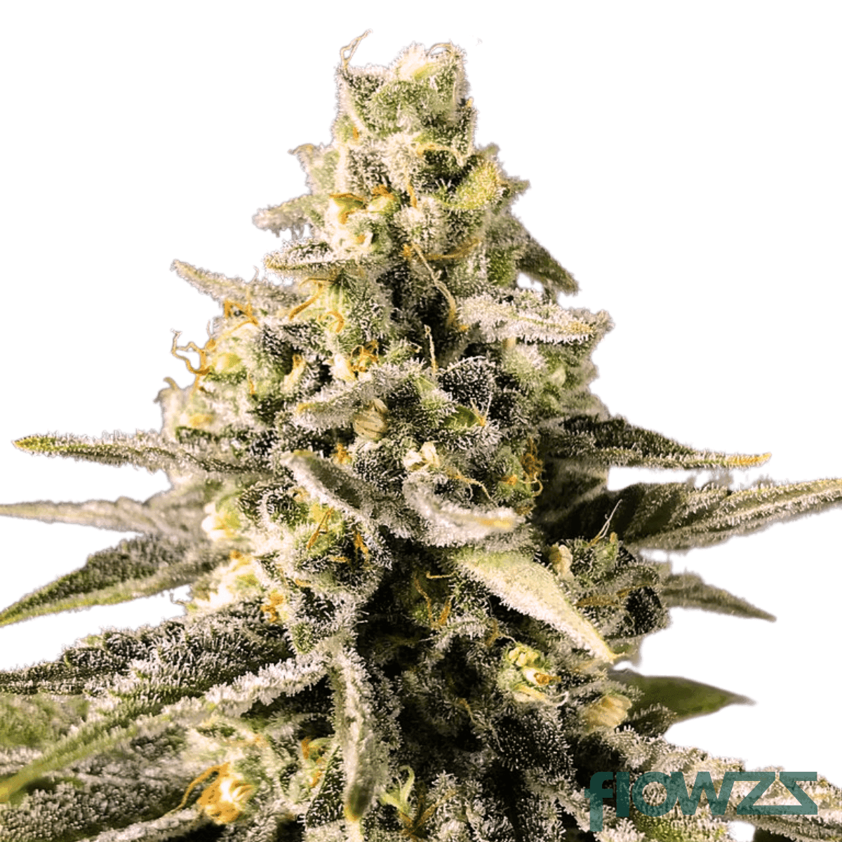 cosmic-candy-cannabis-strain