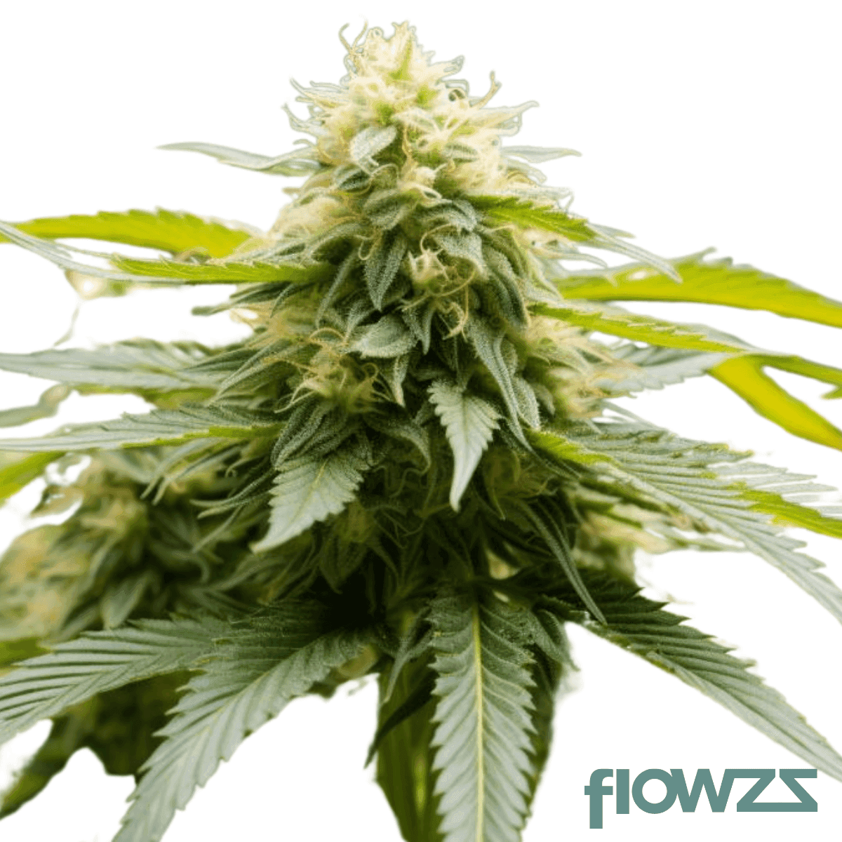 Mellowz-strain