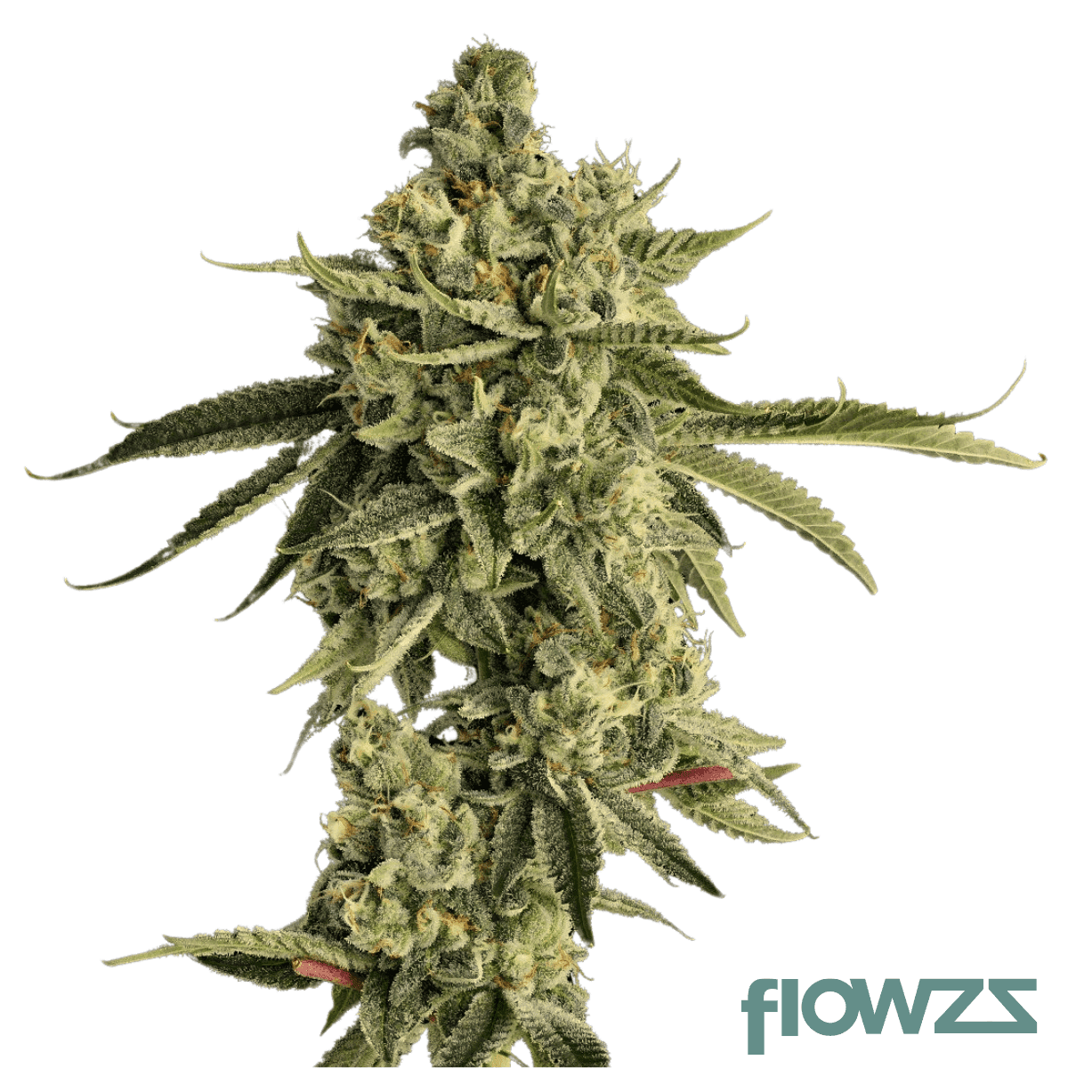 waffle-cone-no-2-cannabis-strain