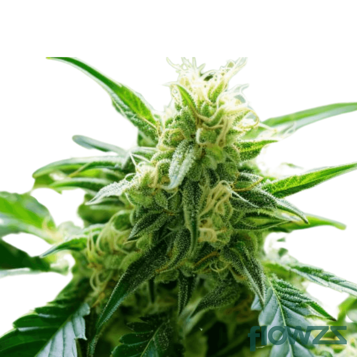 atomic-apple-cannabis-strain