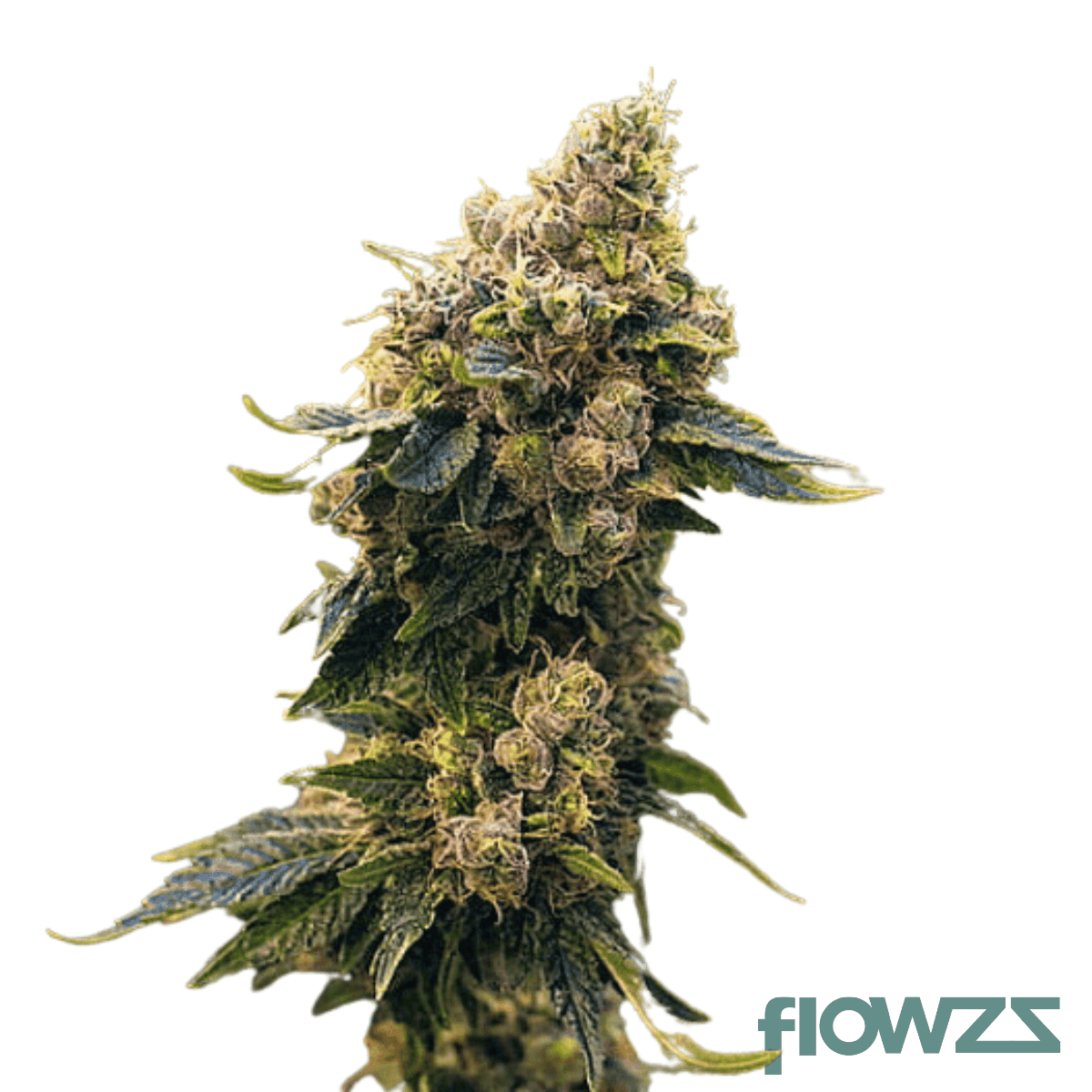 melonade_strain