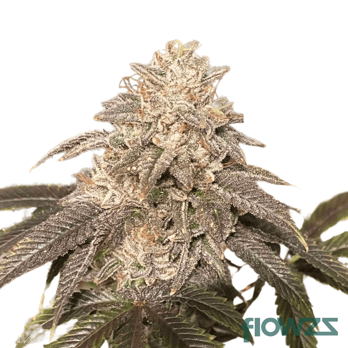 splitter-gelato-cannabis-strain