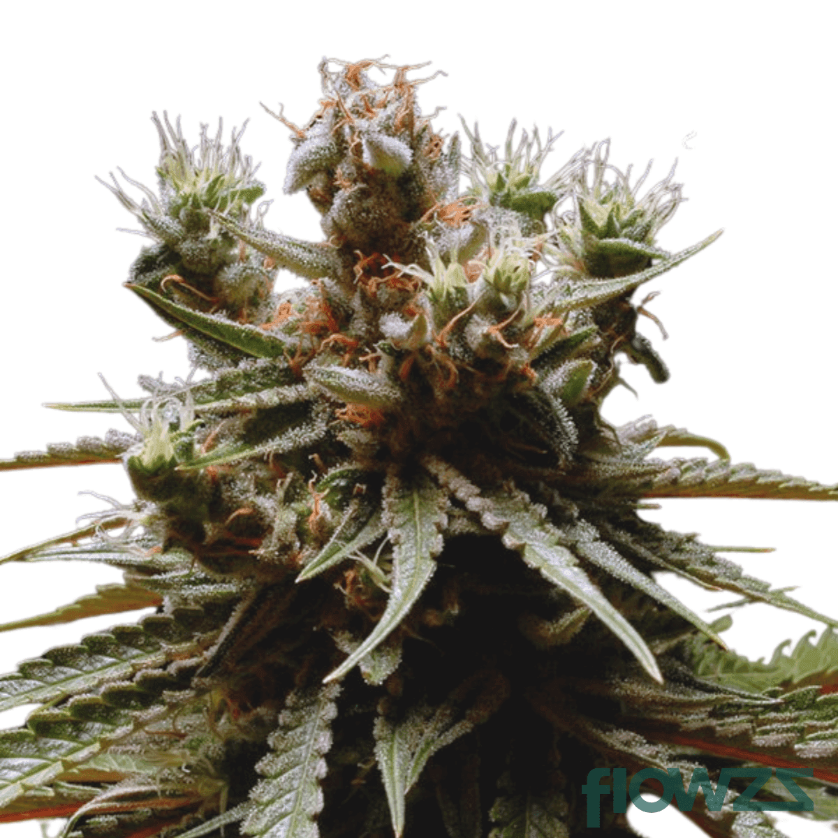 future-island-cannabis-strain