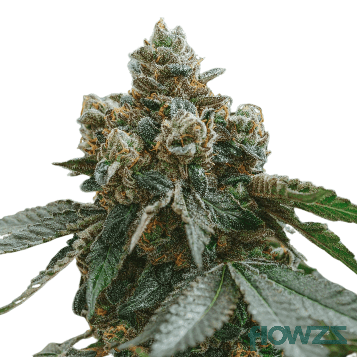 grapple-pie-strain