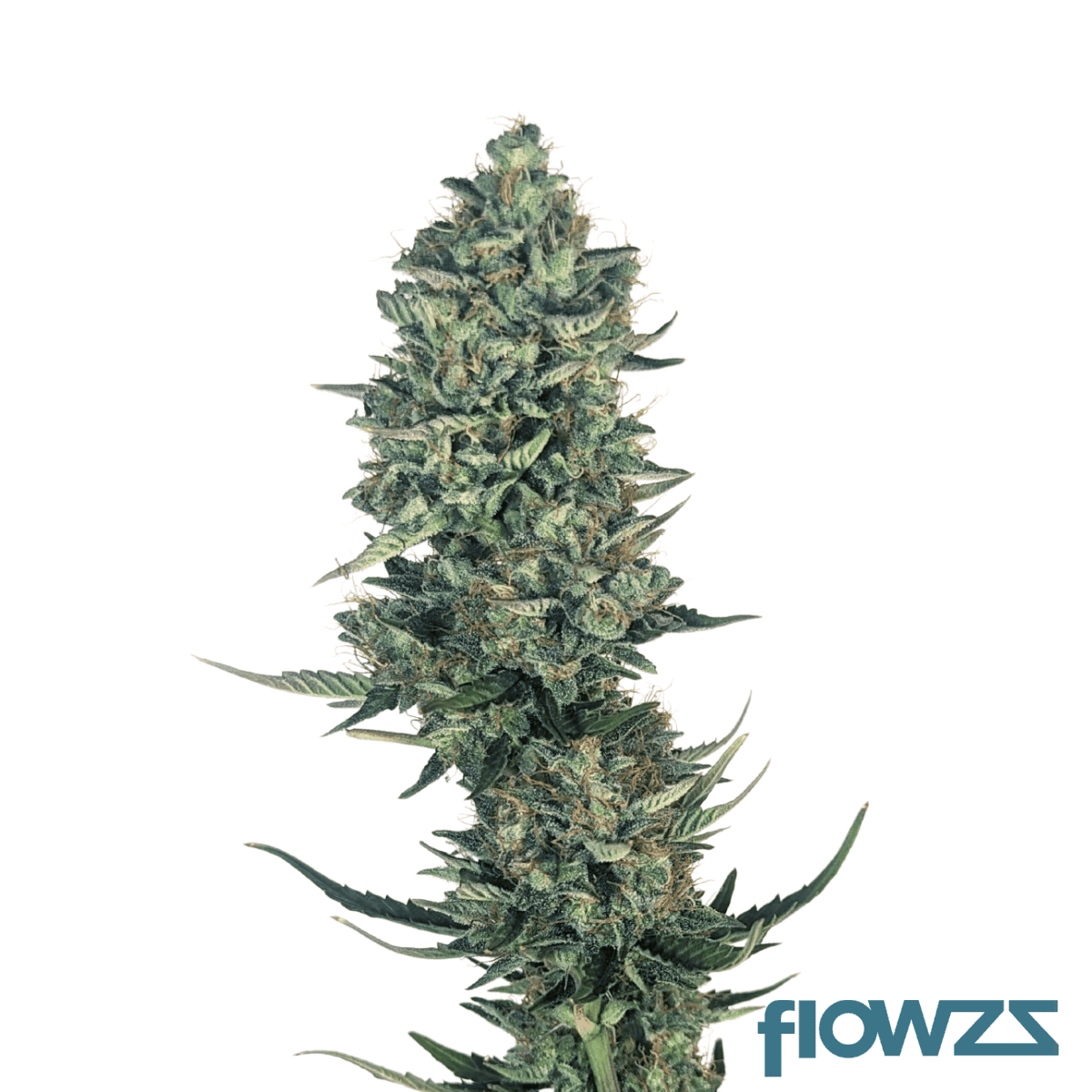 lemonade-haze-strain