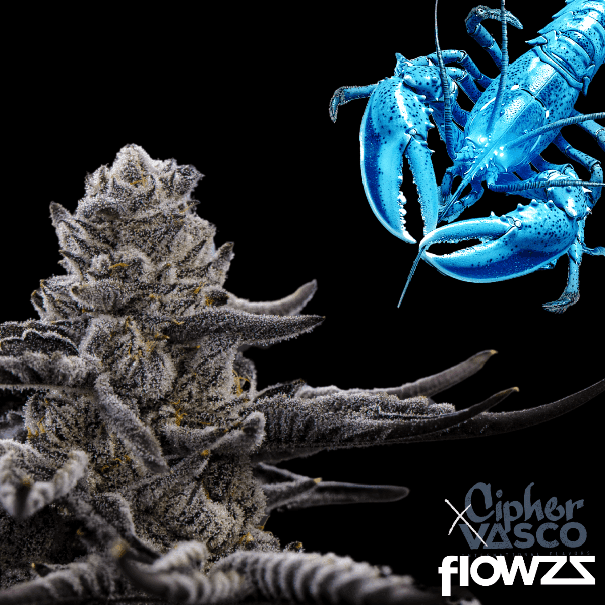 vasco-x-cipher-bl-blue-lobster