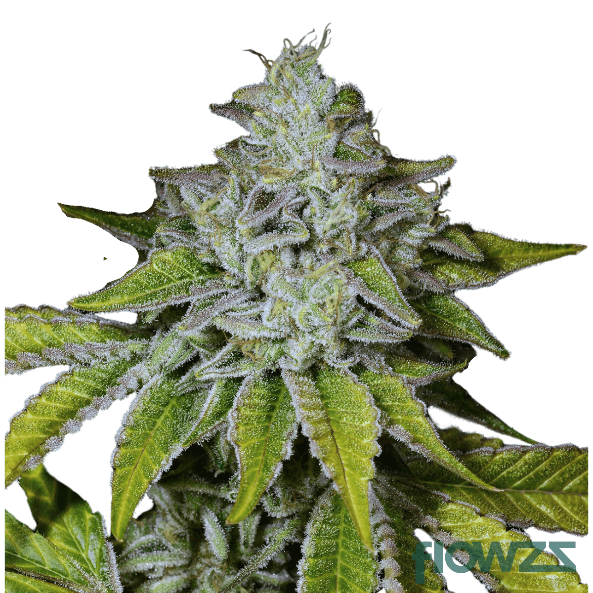 medellin-cannabis-strain