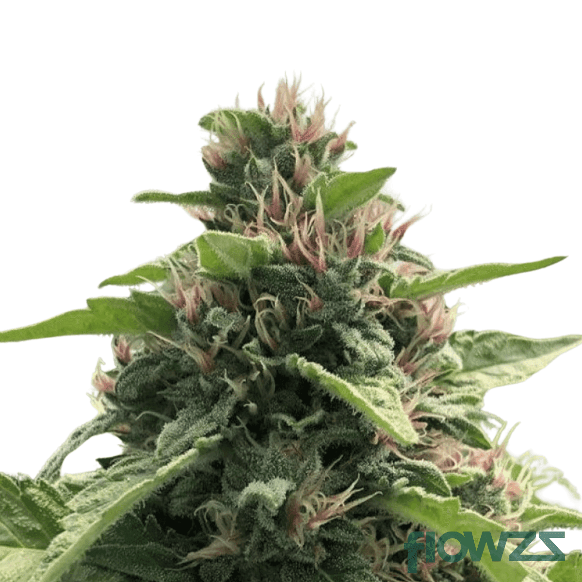 papaya-bomb-cannabis-strain