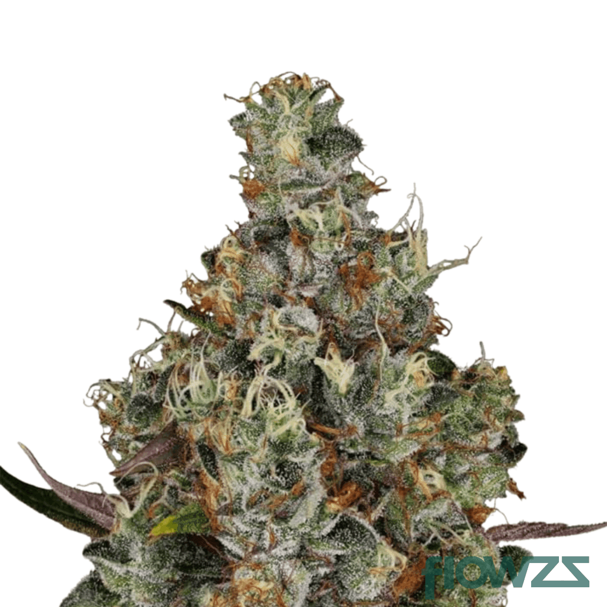 Tubitti-Frubitti-cananbis-strain