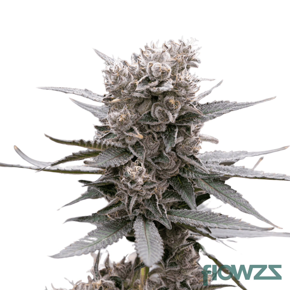 red-bullz-cannabis-strain