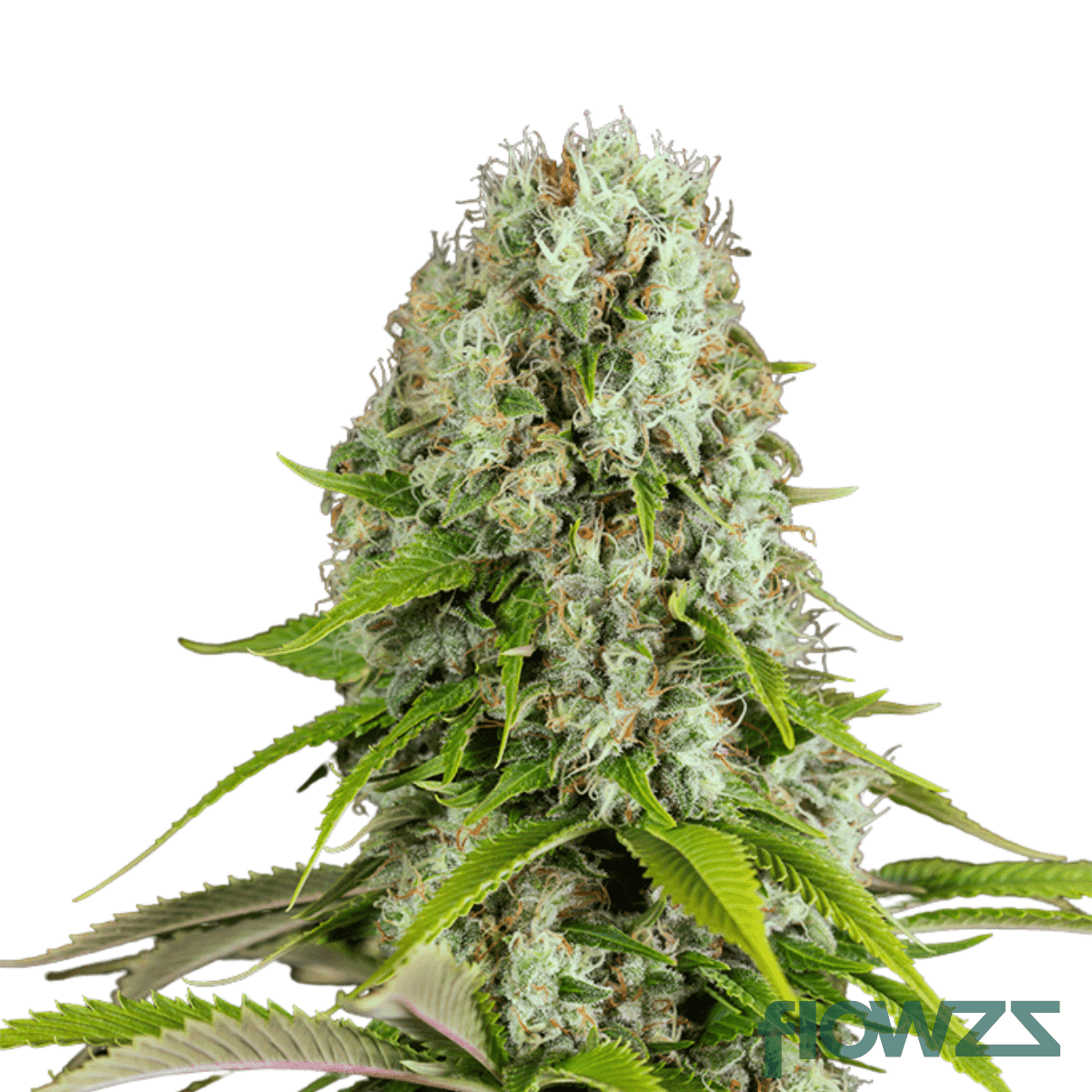 jet-fuel-apricot-cannabis-strain