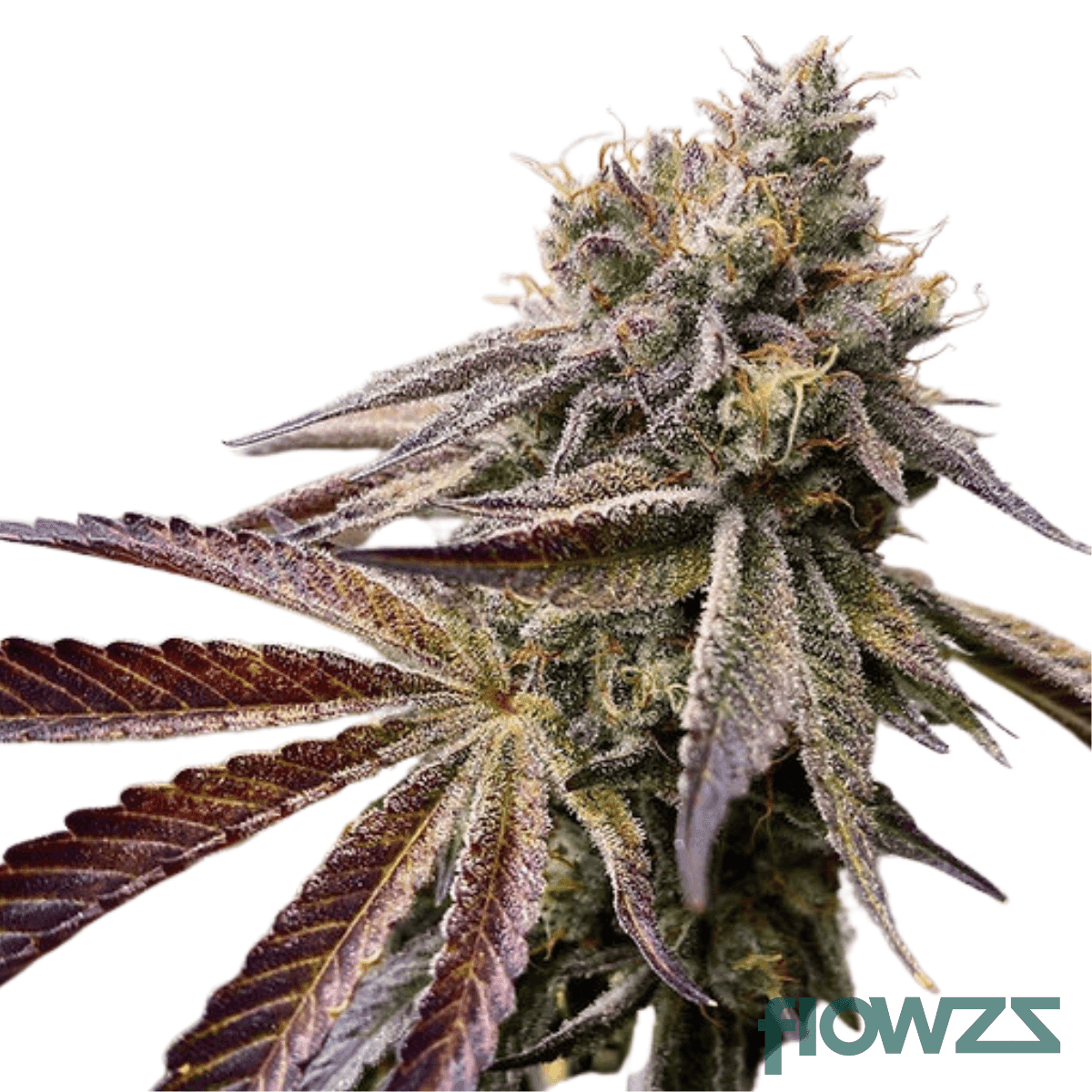 carmelita-cannabis-strain