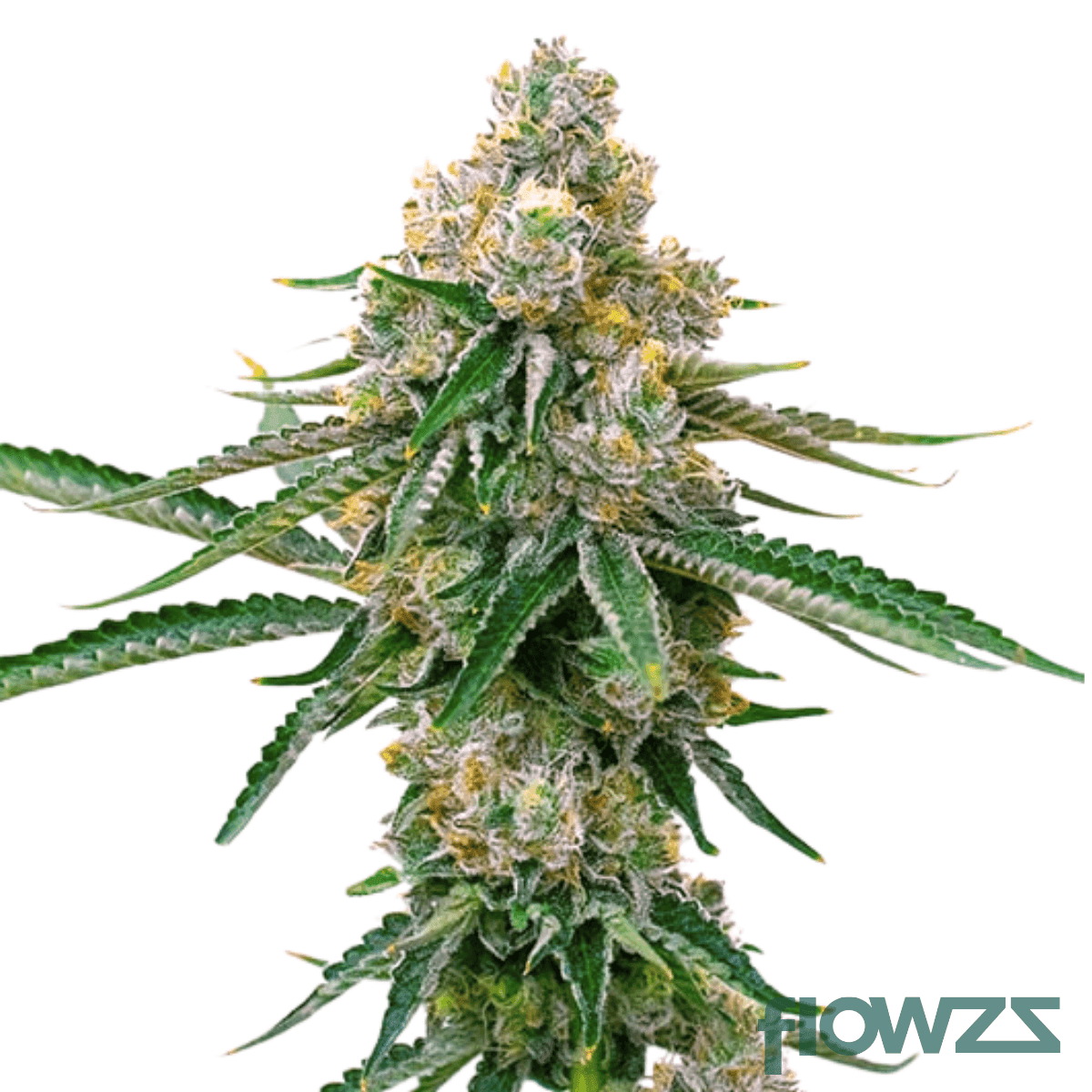 galactica-og