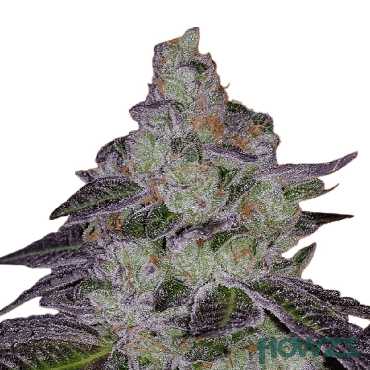 tropic-thunder-cannabis-strain