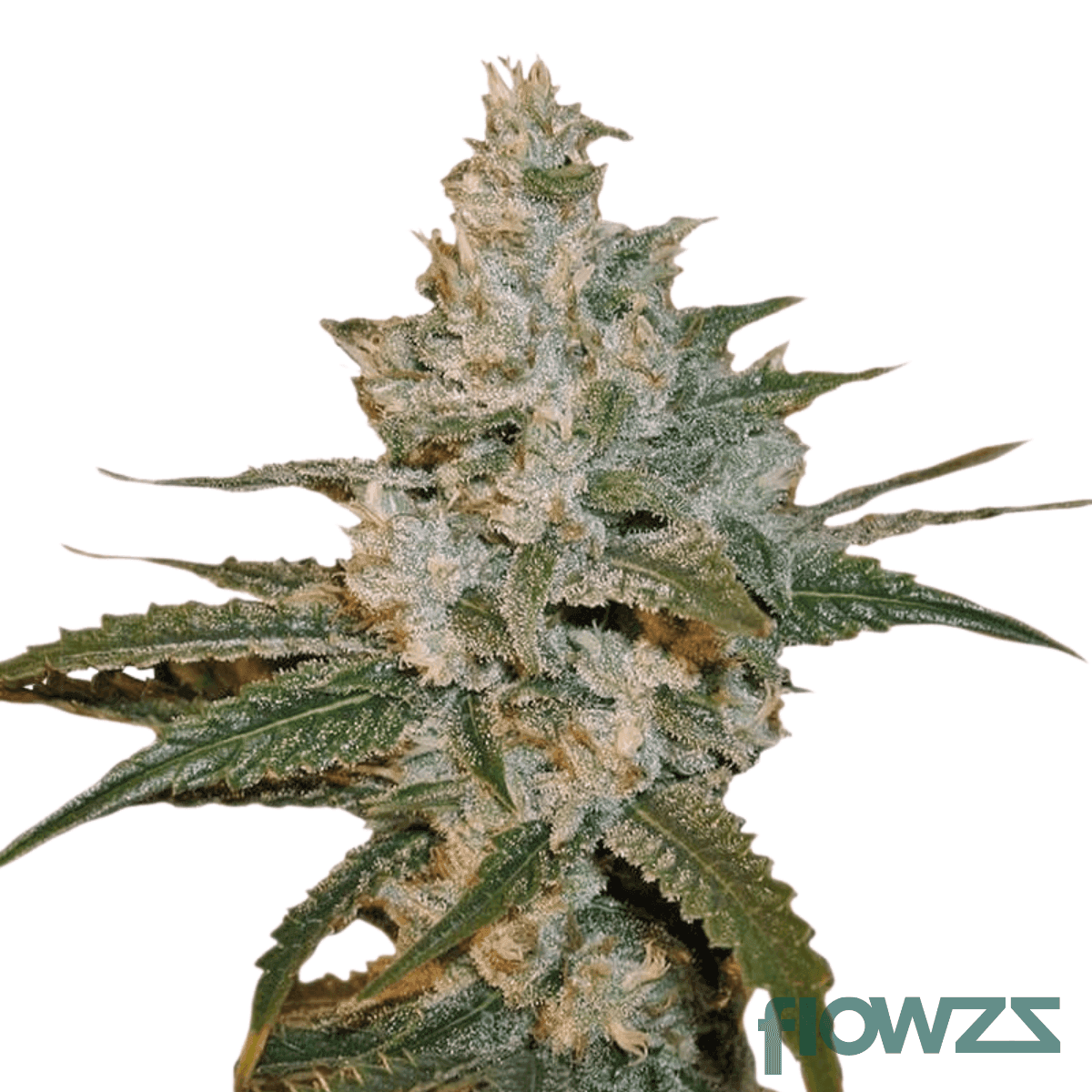 lime-haze-cannabis-strain