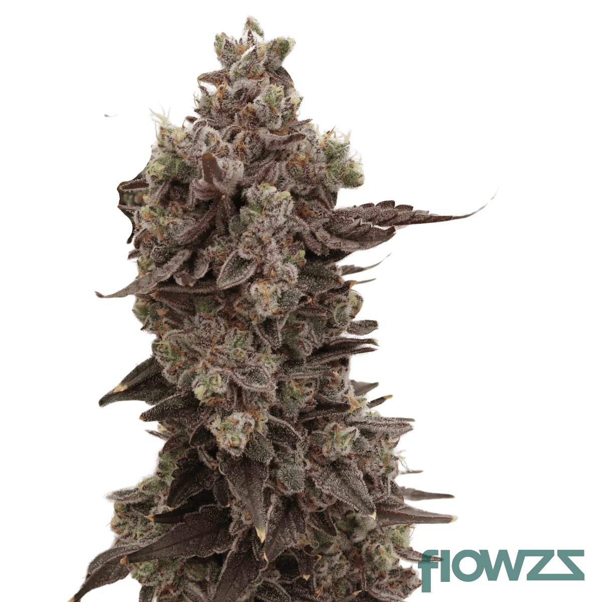 velvet_glove_strain