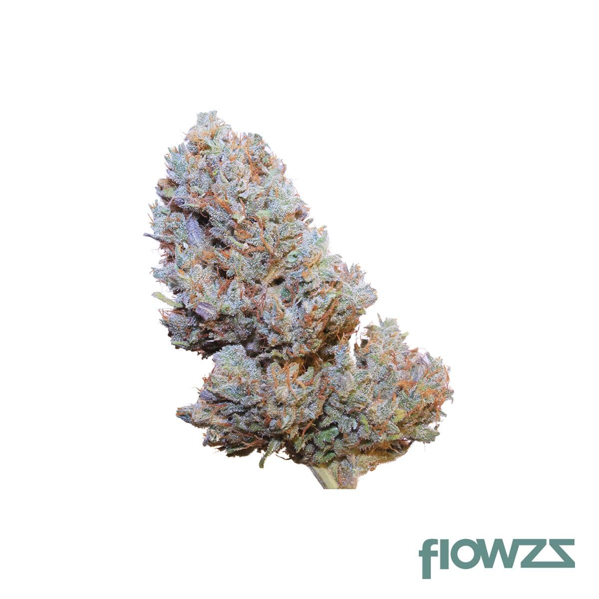 Blackbird Strong Indica