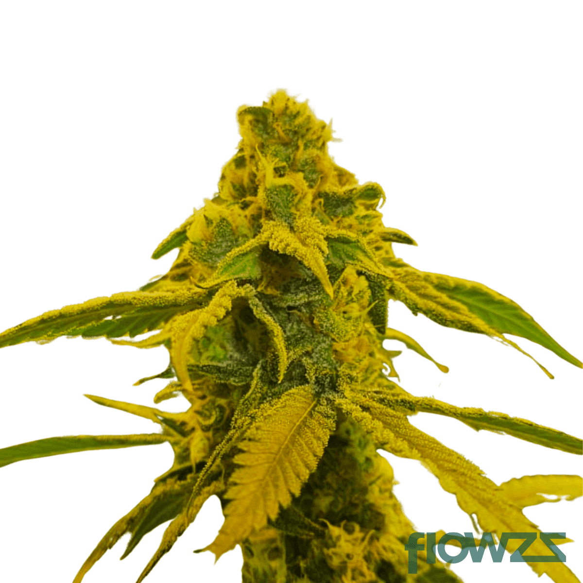 moroccan-peaches-cannabis-strain