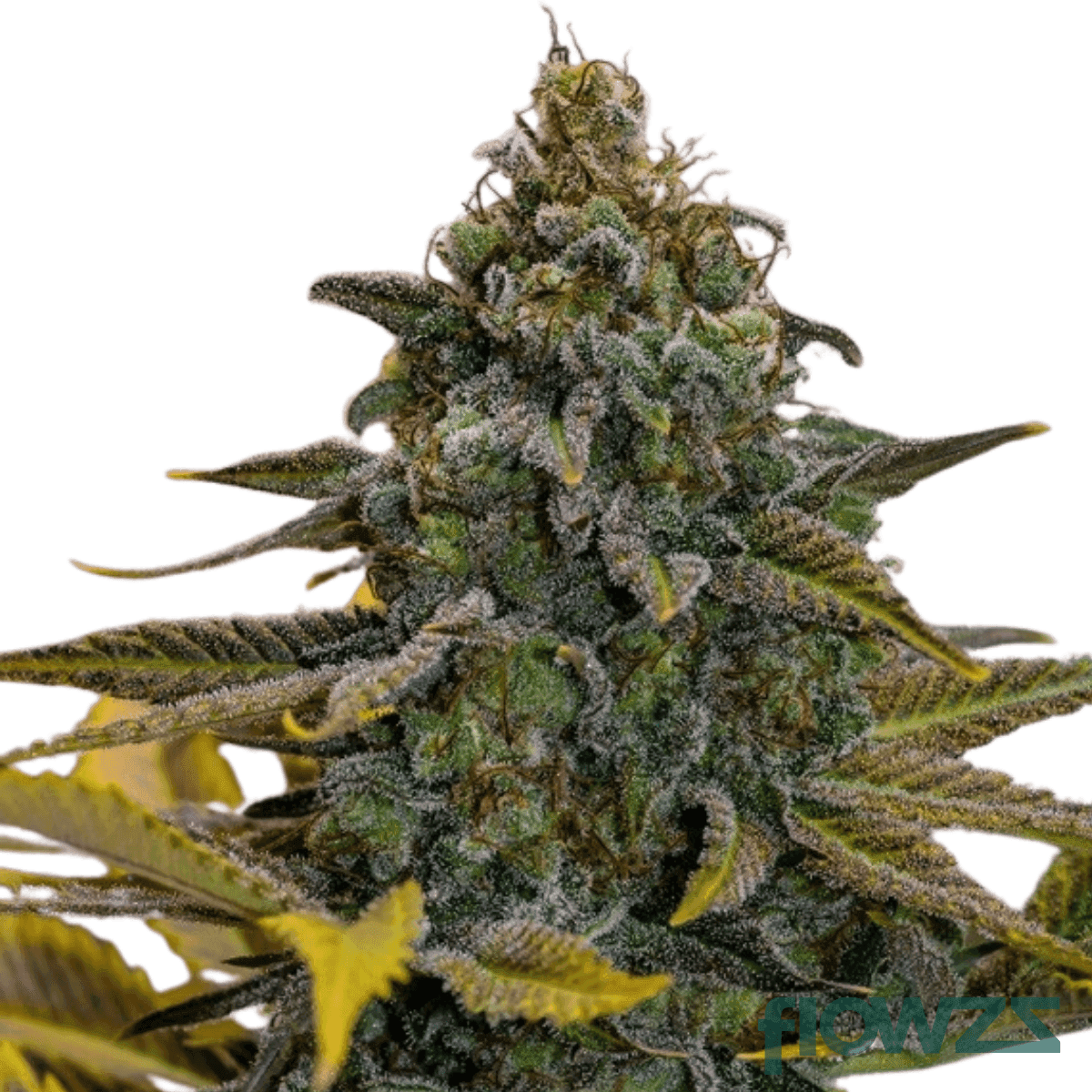 cinderella-kush-cannabis-strain