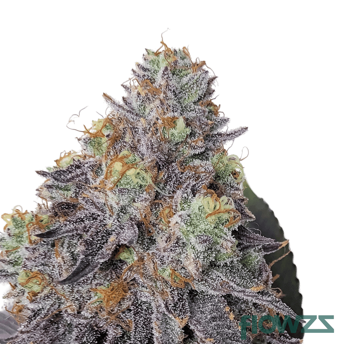 tropical-sour-cannabis-strain