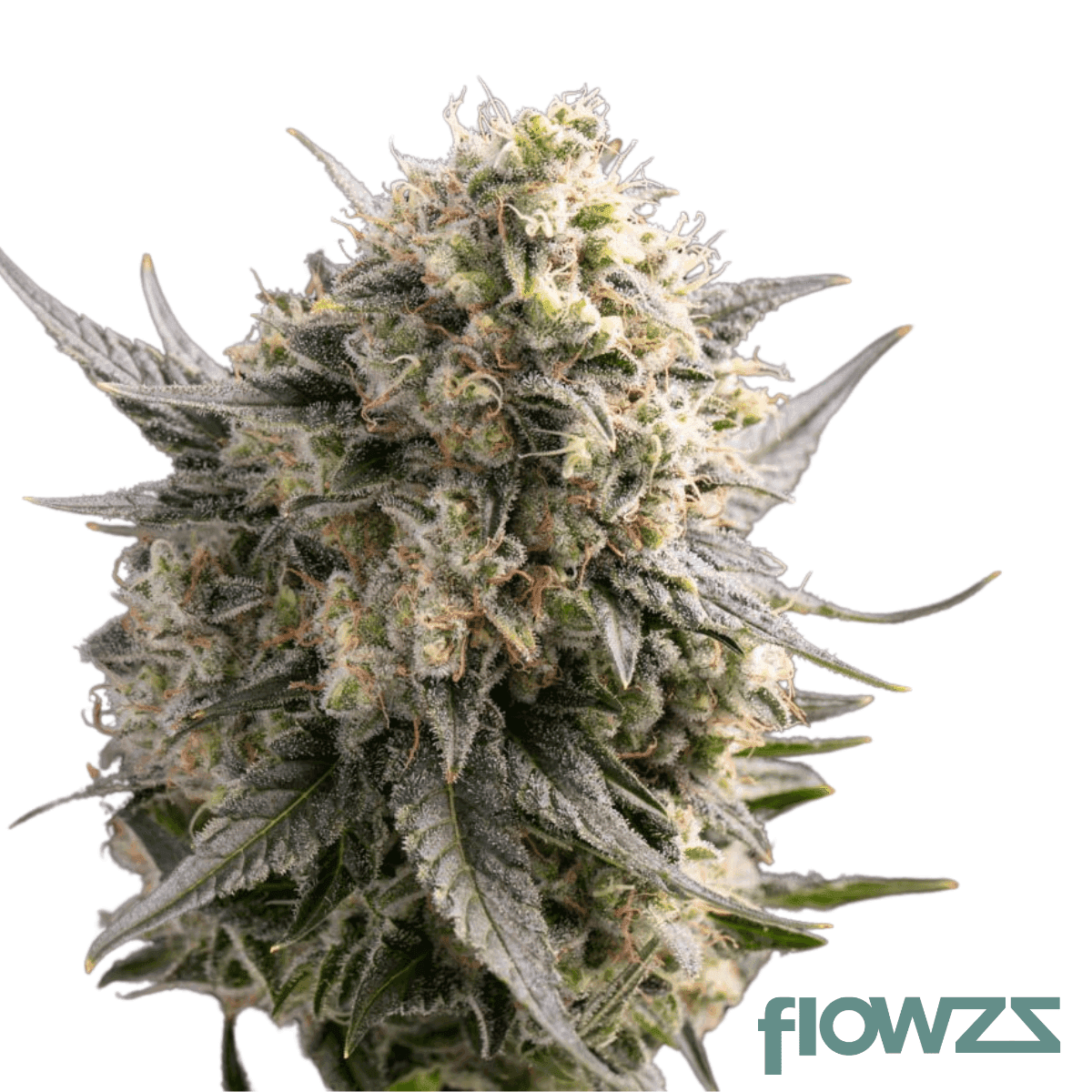 dog-cannabis-strain