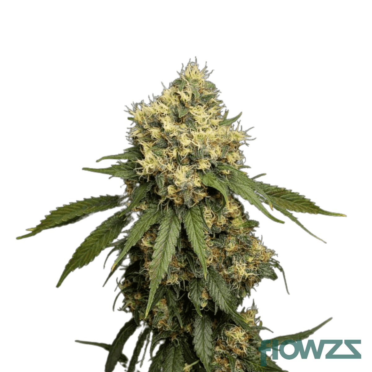 strawberry-diesel-cannabis-strain