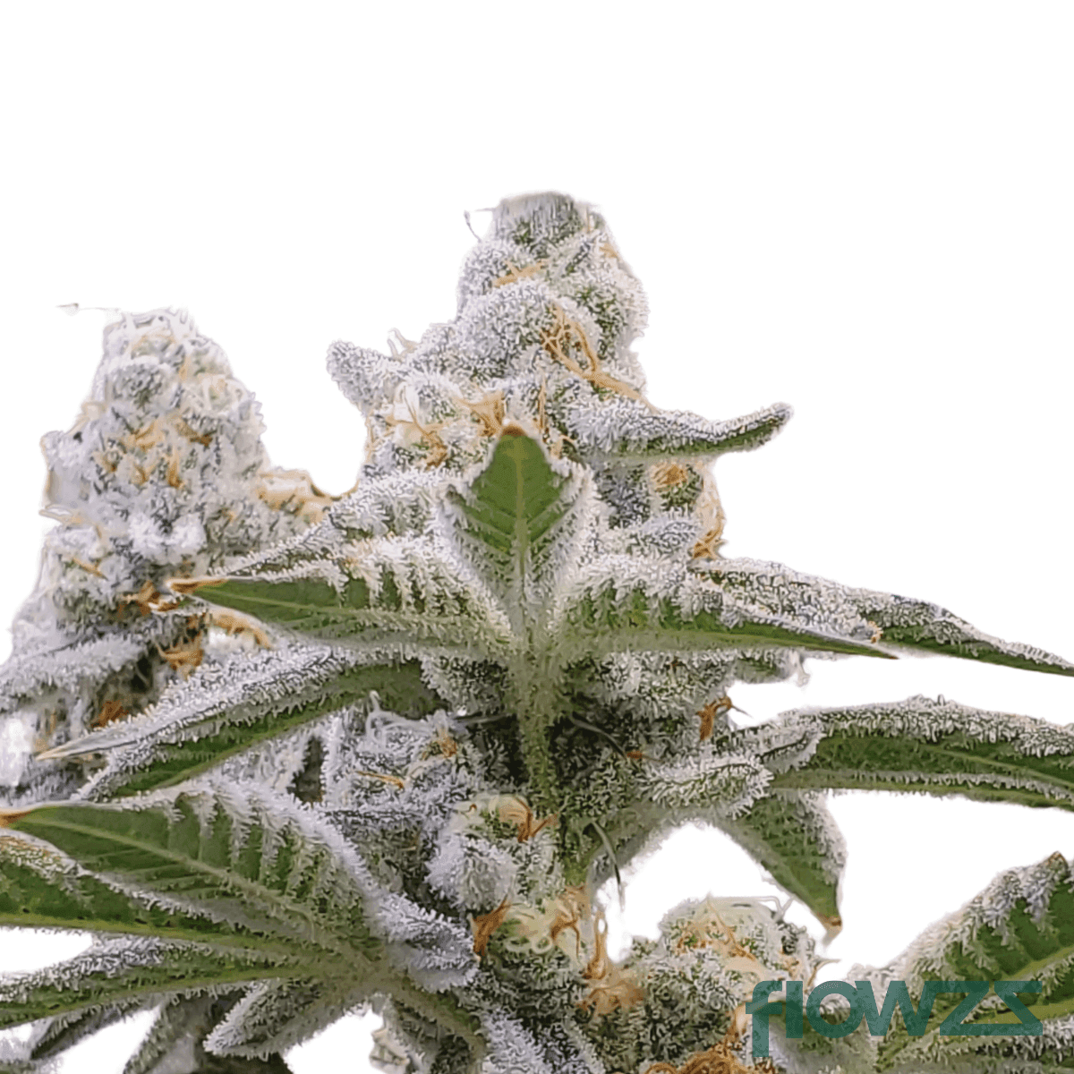 glitter-bomb-cannabis-strain