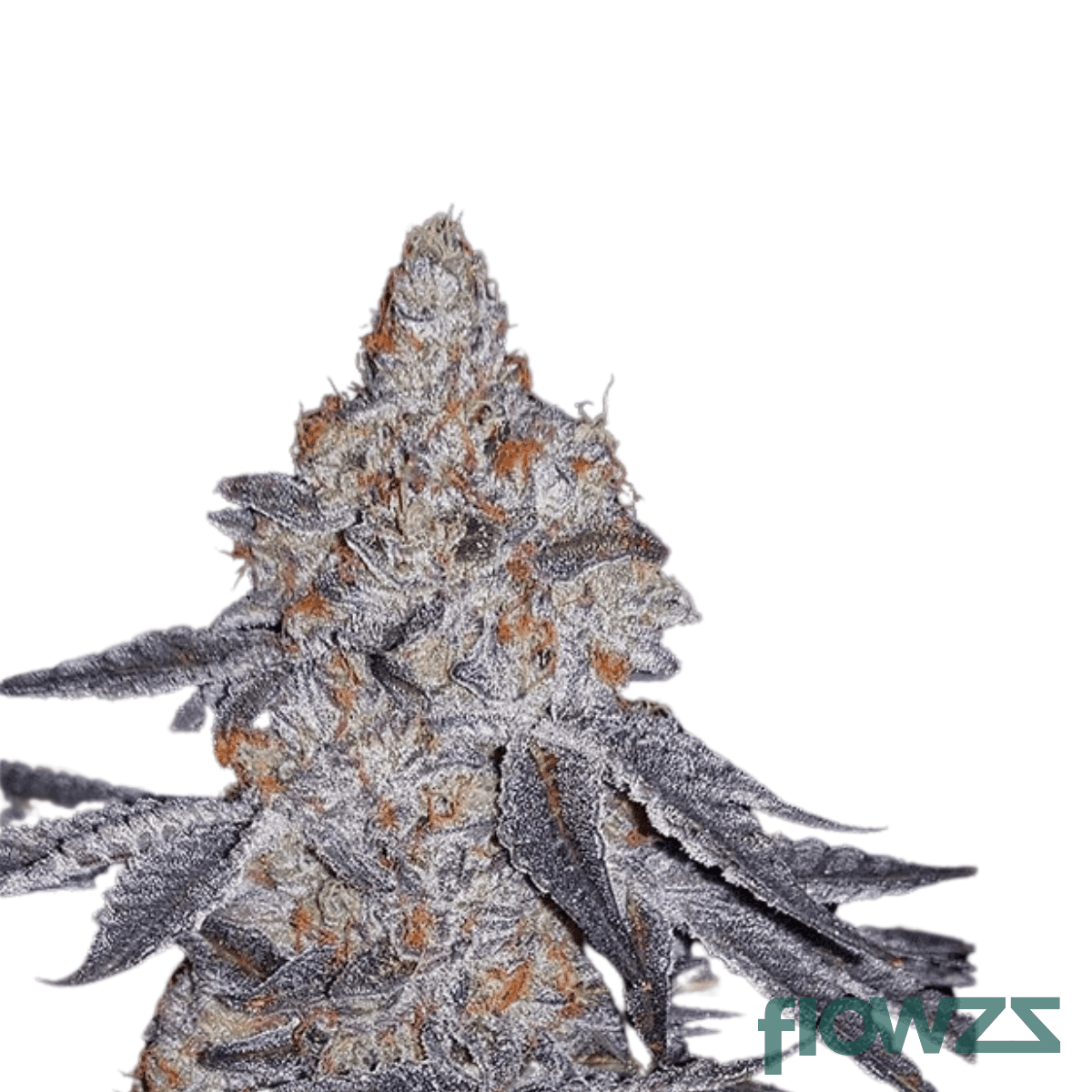 banana-daddy-cannabis-strain