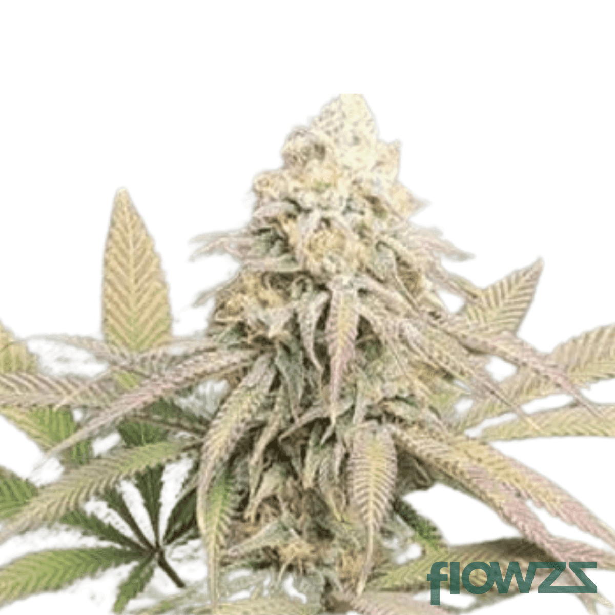 blanco-cannabis-strain