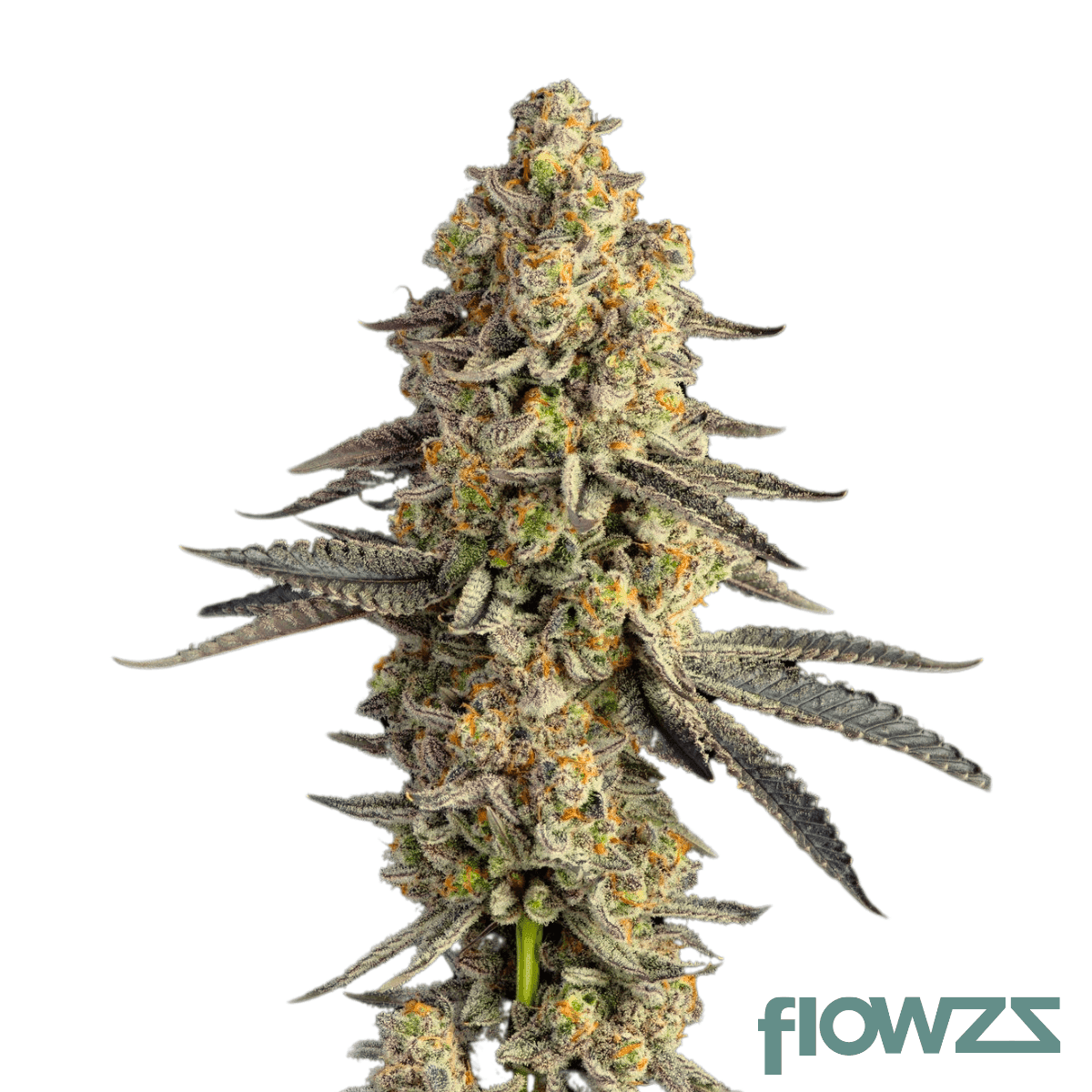 el-chivo-strain