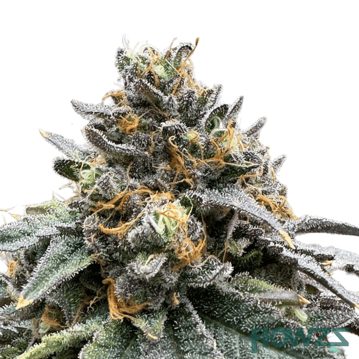 guava-barz-cannabis-strain