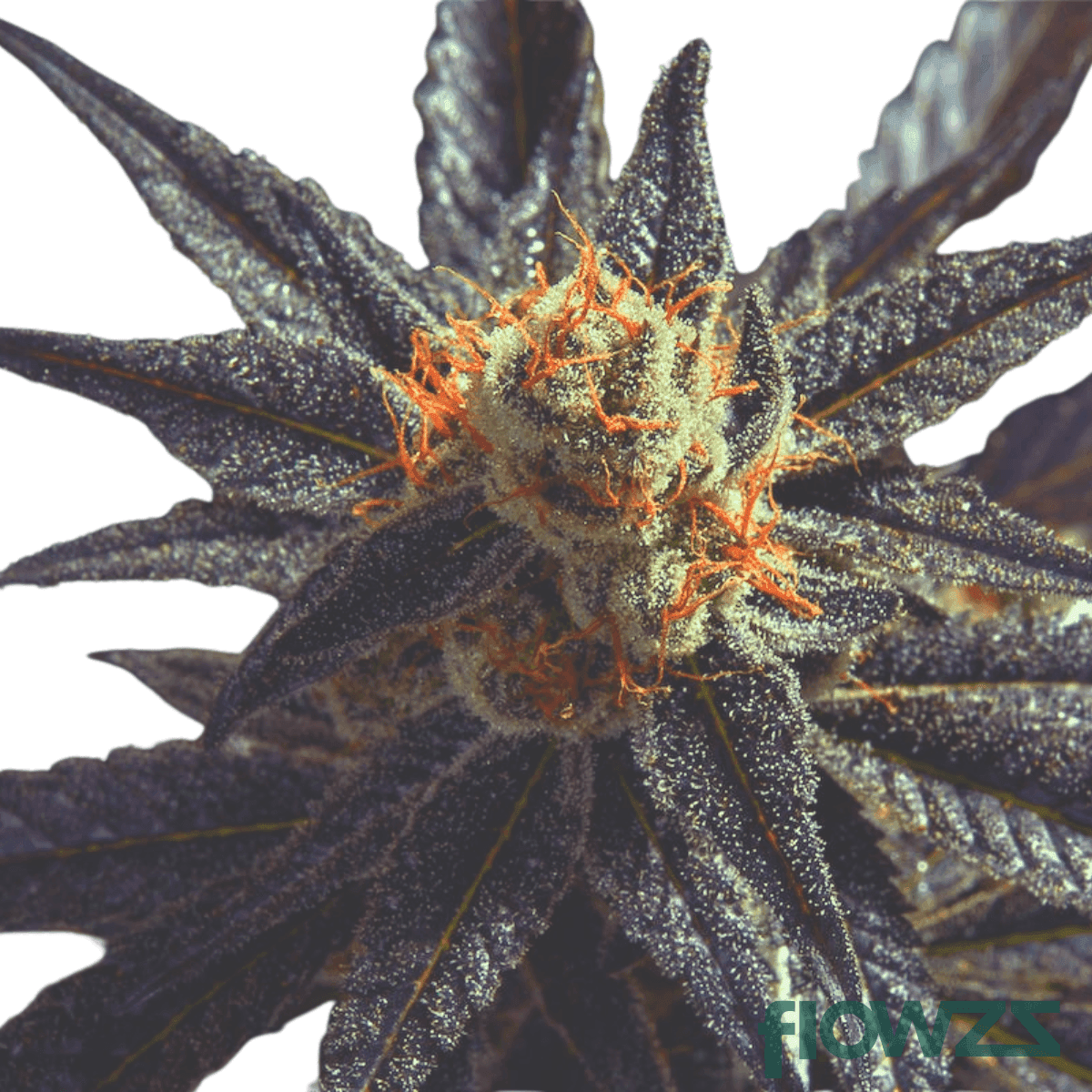 cactus-breath-cannabis-strain