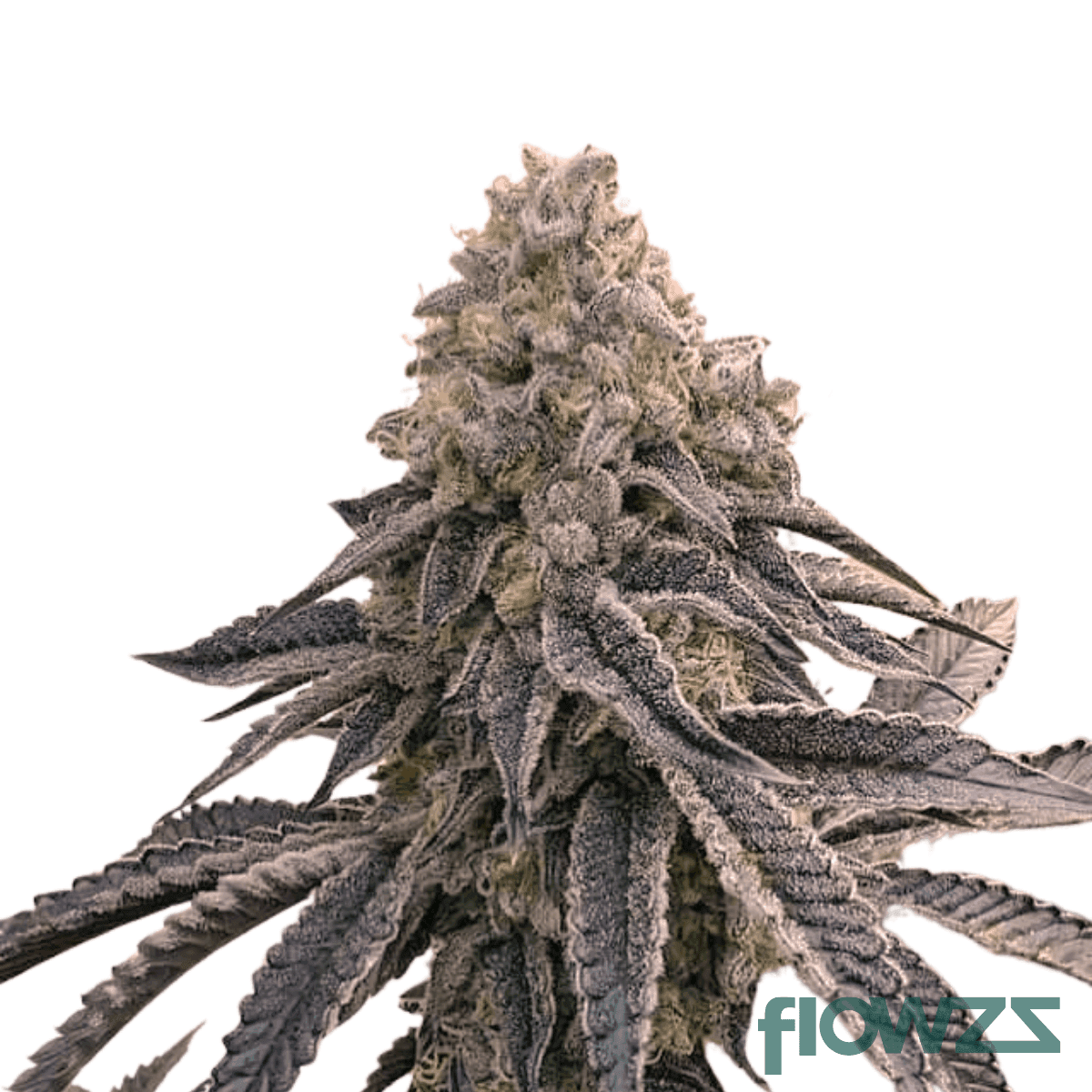 strawberry-n-mintz-cannabis-strain