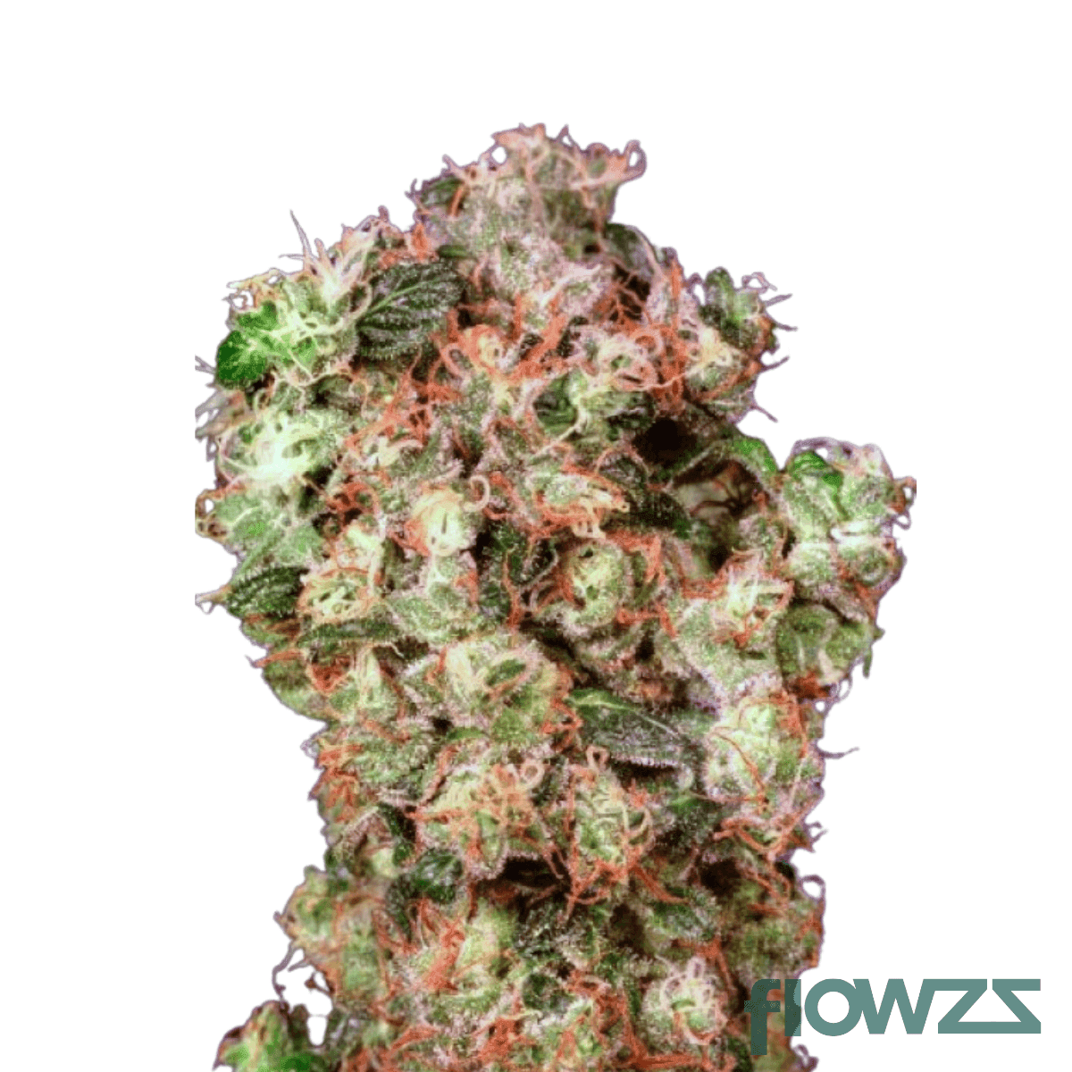 oasis-og-cannabis-strain