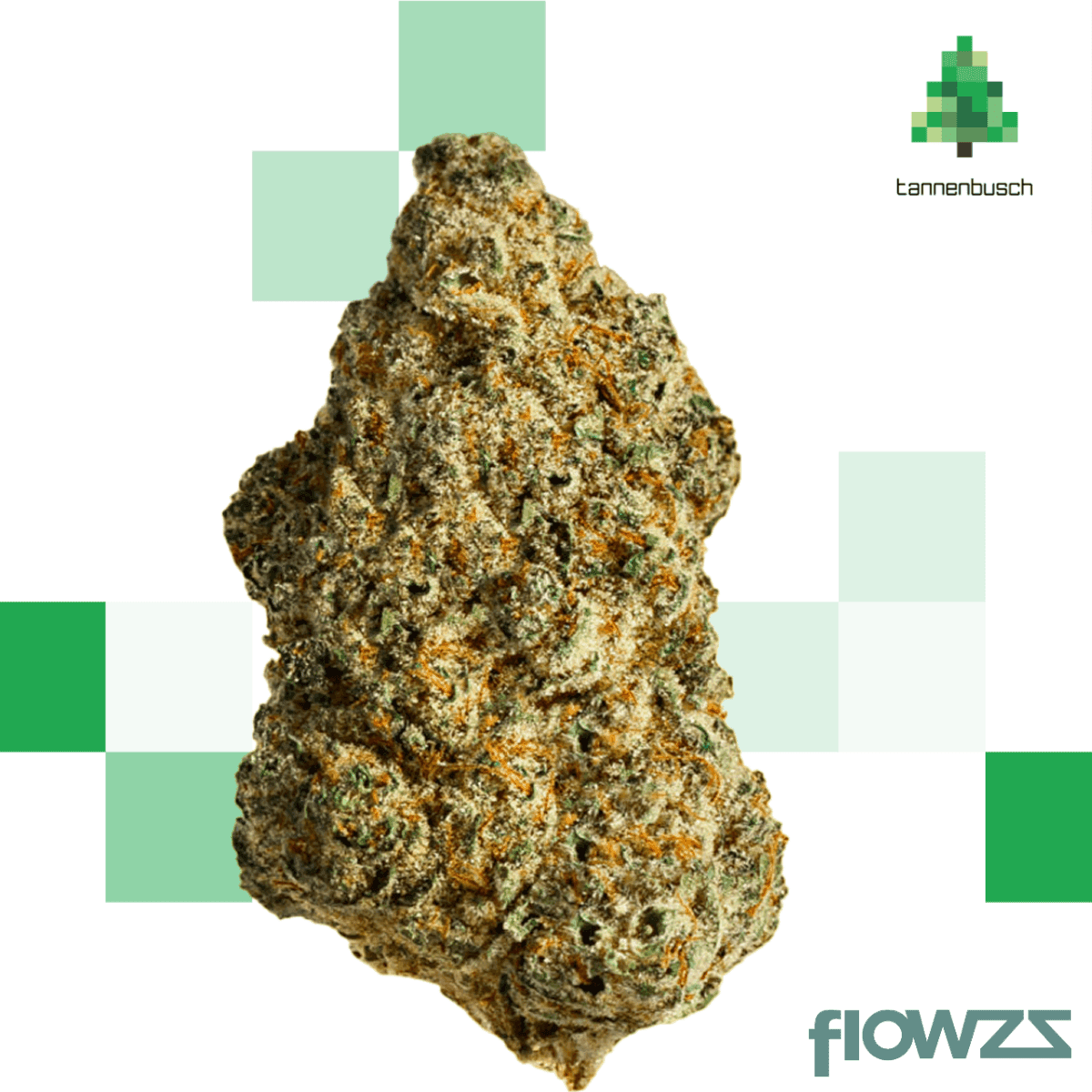 Tannenbusch 31/1 TF Tubitti Frubitti