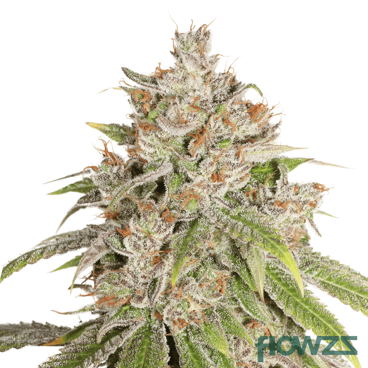 gmo-breath-cannabis-strain