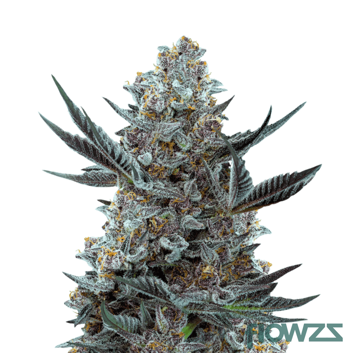 forbidden-dream-cannabis-strain