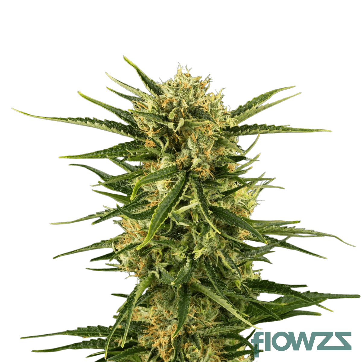 pineapple-poison-cannabis-strain