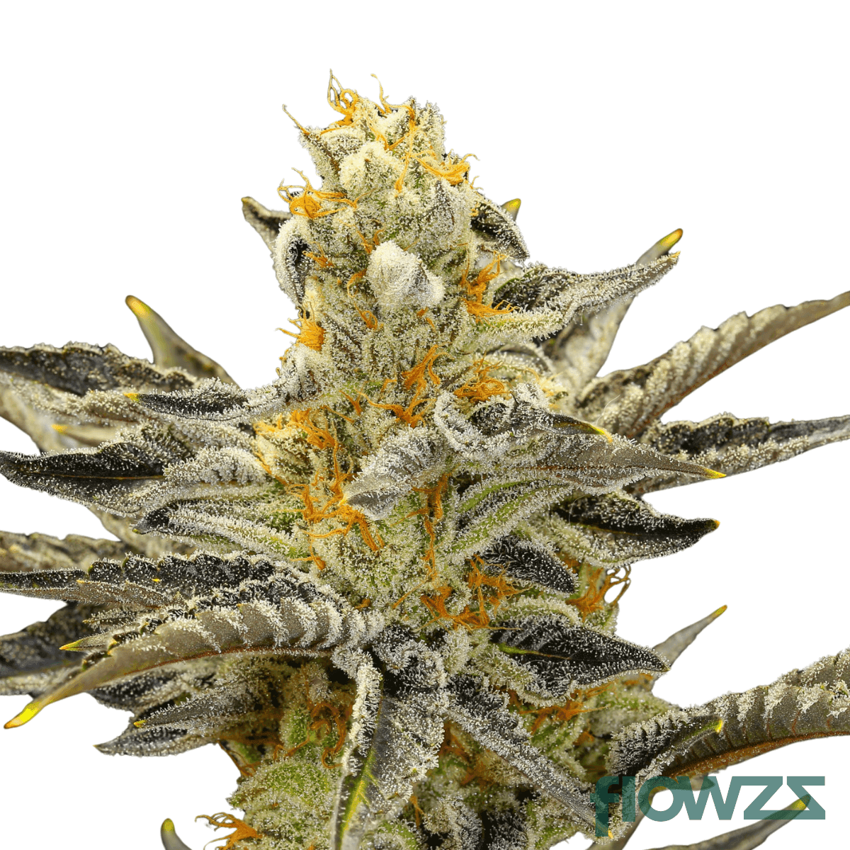 orange-cookie-mac-cannabis-strain