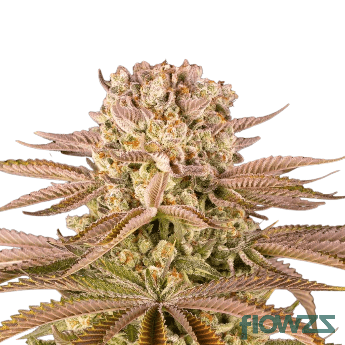 pineapple-express-cannabis-strain